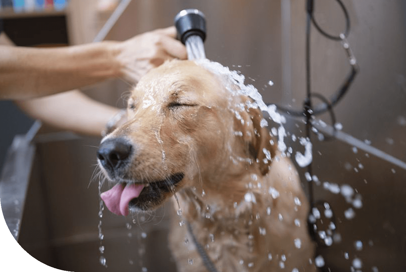 Pet Wash Station
